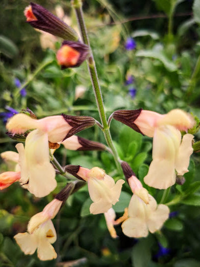 Salvia microphylla "Melen" in vendita è una pianta perenne a forma di cespuglio con piccole foglie ovali verde semi-persistenti e molto profumate. Fiori color crema scuro, con sfumature di rosa tenue, da maggio a novembre. Esposizione pieno sole o mezz' ombra, sopporta periodi di siccità, rustica -12°C.. Altezza e 50-70 cm. Va spuntata spesso in quanto i fiori crescono sull' altezza dello stelo. Consigliamo in luglio/settembre/marzo.
