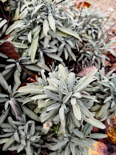 Pianta Di Salvia Officinalis In Vaso ø14cm - Aromatica E Ornamentale Da Balcone, Vivaio Di Castelletto - Foto 10