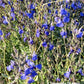 La Salvia 'Chamaedryoides' è una varietà di salvia caratterizzata da foglie grigio-verdi e fiori di un vibrante blu intenso. Con un portamento compatto e mounding, questa pianta forma cuscini di fogliame decorativo, aggiungendo un tocco di colore e aroma ai giardini. Apprezzata per la sua resistenza e adattabilità, è ideale per aiuole e bordure.