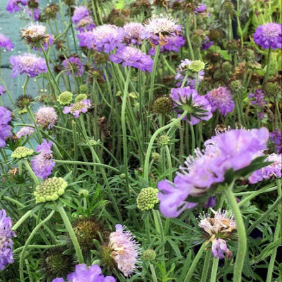 Scabiosa cretica in fiore, con capolini lilla e foglie grigio-argento, pianta perenne resistente per bordure e giardini secchi.