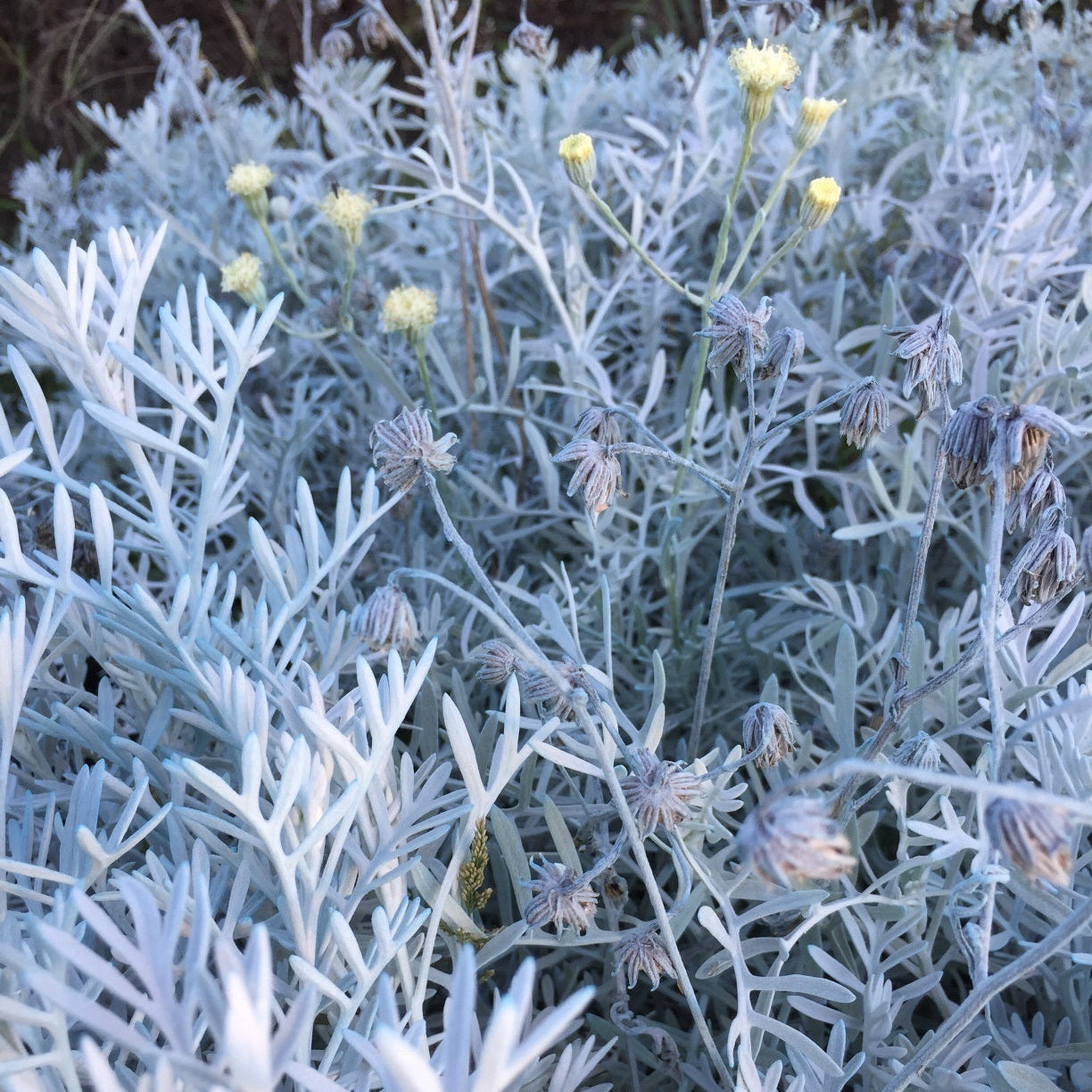 Senecio vira vira con foglie grigio-argento e piccoli fiori gialli, pianta perenne aromatica e ornamentale da giardino mediterraneo.
