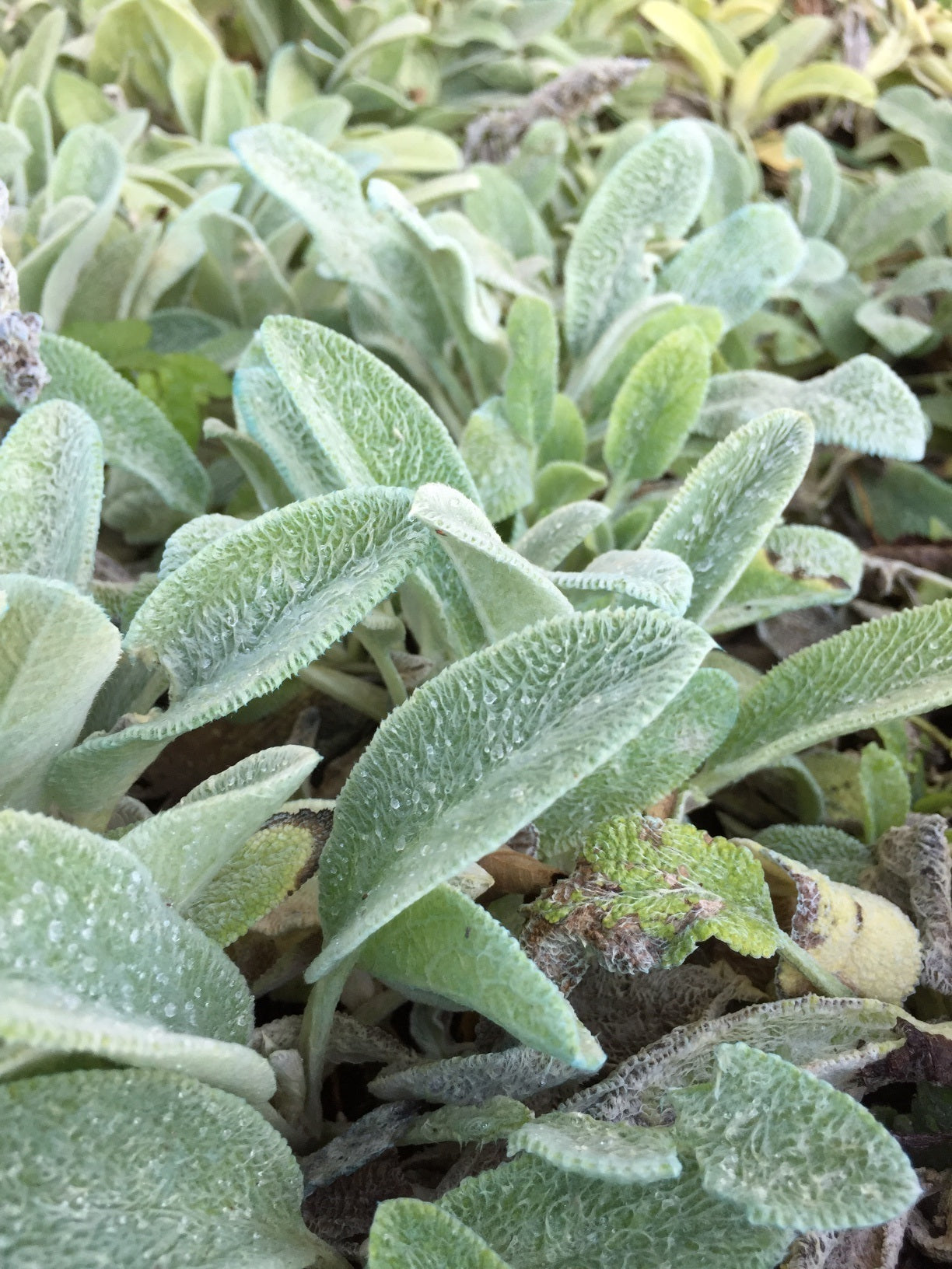 Stachys lanata 'Byzantina', pianta per giardino con foglie argentate e fiori viola. Acquista online con spedizione veloce