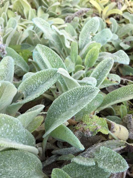 Stachys lanata 'Byzantina', pianta per giardino con foglie argentate e fiori viola. Acquista online con spedizione veloce