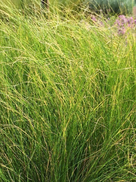 Stipa tenuissima, graminacea ornamentale setosa con fogliame sottile verde chiaro e spighe piumose color paglia