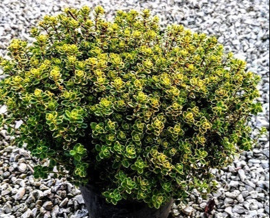Timo al limone 'Doone Valley' con foglie variegate profumate e fiori lilla, pianta tappezzante aromatica per bordure e cucina mediterranea.