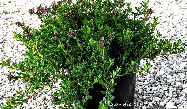 Timo Serpillo in fiore, pianta tappezzante con fiori rosa e foglie profumate, ideale per bordure, aiuole e giardini rocciosi.