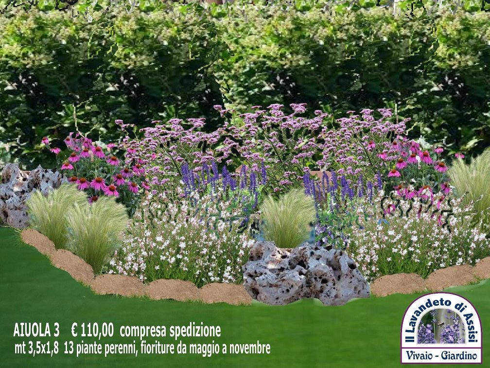 Vendita piante online, aiuole fai da te giardino, aiuole economiche fai da te, aiuole immagini da copiare. kit di 13 piante erbacee perenni per realizzare aiuola di circa 6 mq. Per aiuola fai da te. Le piante inserite nel rendering sono erbacee perenni vivaci molto resistenti e rustiche, sono piante a bassa manutenzione per aiuole al sole o a mezz' ombra. Sopportano bene il gelo e il caldo intenso. Al momento della spedizione le piante e il rendering saranno numerati, per facilitare l' impianto.