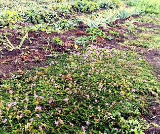 La verbena tappezzante piantata a terra sopporta bene anche il gelo, venite a scoprire la verbena pulchella nei nostri giardini, per vederla allo stato naturale e per capire se risponde alle vostre esigenze. Colore violetto. Appartiene alla famiglia delle Verbenacee fiorisce da aprile a novembre. La verbena pulchella è una pianta tappezzante con crescita piuttosto veloce