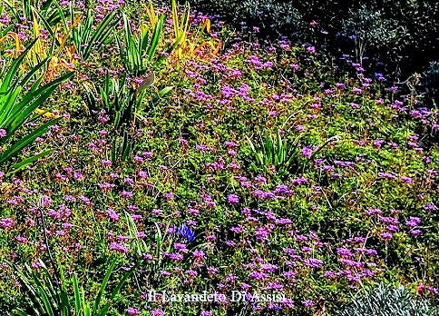 La verbena tappezzante piantata a terra sopporta bene anche il gelo, venite a scoprire la verbena pulchella nei nostri giardini, per vederla allo stato naturale e per capire se risponde alle vostre esigenze. Colore violetto. Appartiene alla famiglia delle Verbenacee fiorisce da aprile a novembre. La verbena pulchella è una pianta tappezzante con crescita piuttosto veloce : un vaso diametro 14 in un ....