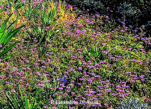 La verbena tappezzante piantata a terra sopporta bene anche il gelo, venite a scoprire la verbena pulchella nei nostri giardini, per vederla allo stato naturale e per capire se risponde alle vostre esigenze.  Colore violetto. Appartiene alla famiglia delle Verbenacee fiorisce da aprile a novembre. La verbena pulchella è una pianta  tappezzante con crescita piuttosto veloce : un vaso diametro 14 in un ....