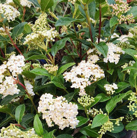 Viburno (Viburnum), arbusto ornamentale sempreverde o caducifoglie con fiori profumati e bacche decorative