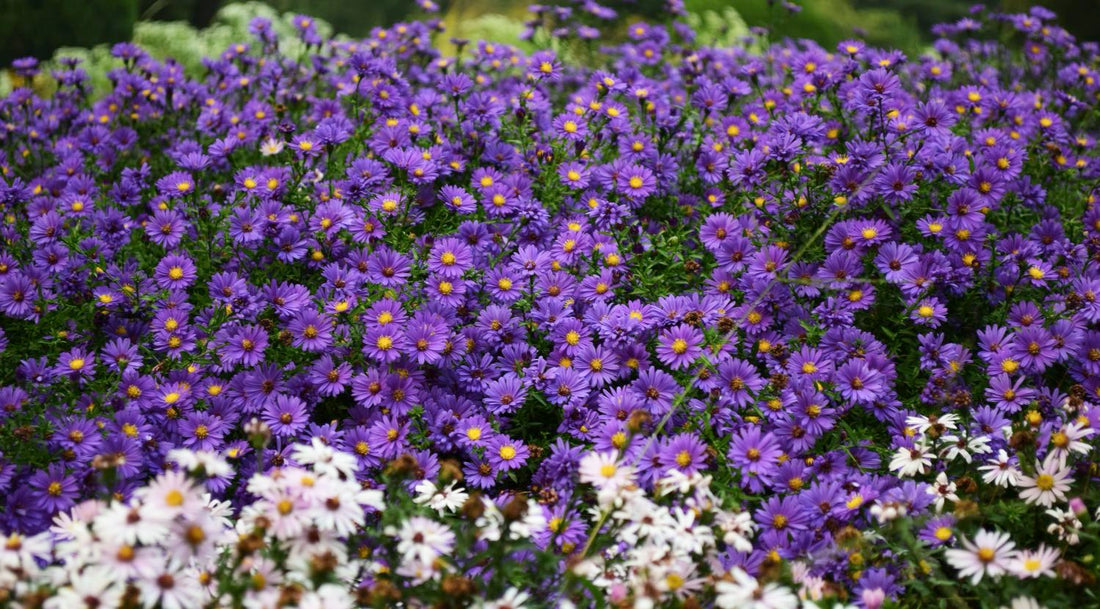 Aster pianta con fioritura autunnale dai fiori viola e rosa, pianta perenne ornamentale ideale per aiuole e bordure autunnali.