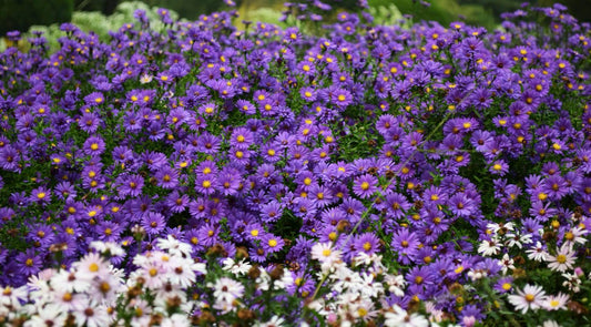 Aster pianta con fioritura autunnale dai fiori viola e rosa, pianta perenne ornamentale ideale per aiuole e bordure autunnali.