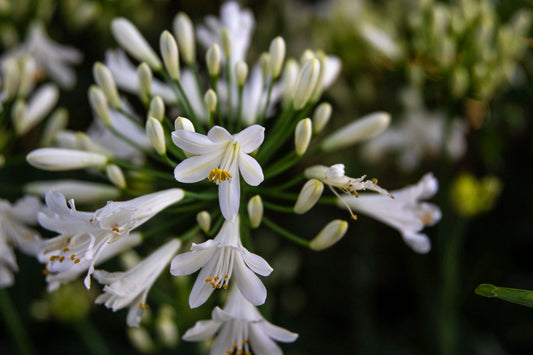 Piante con fiori bianchi da esterno coltivate in vivaio, tra cui lavande bianche, gaure, anemoni, echinacee e agapanthus, ideali per giardini, aiuole e balconi.