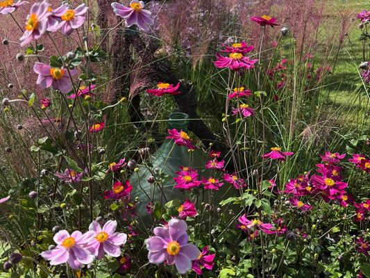 Anemone fiore ornamentale pianta perenne da giardino con fioritura elegante