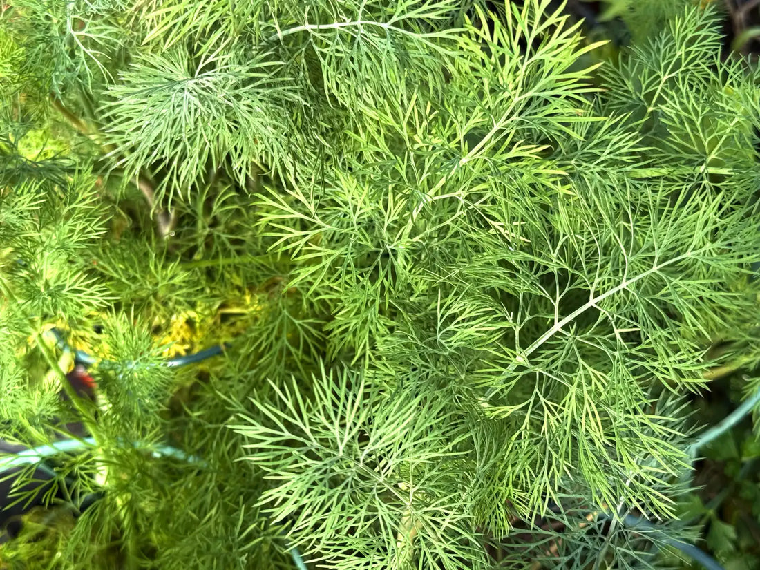 Aneto pianta aromatica Anethum graveolens con foglie piumose profumate coltivata in orto