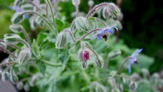 borragine pianta borago officinalis fiori blu coltivazione giardino aromatiche commestibili