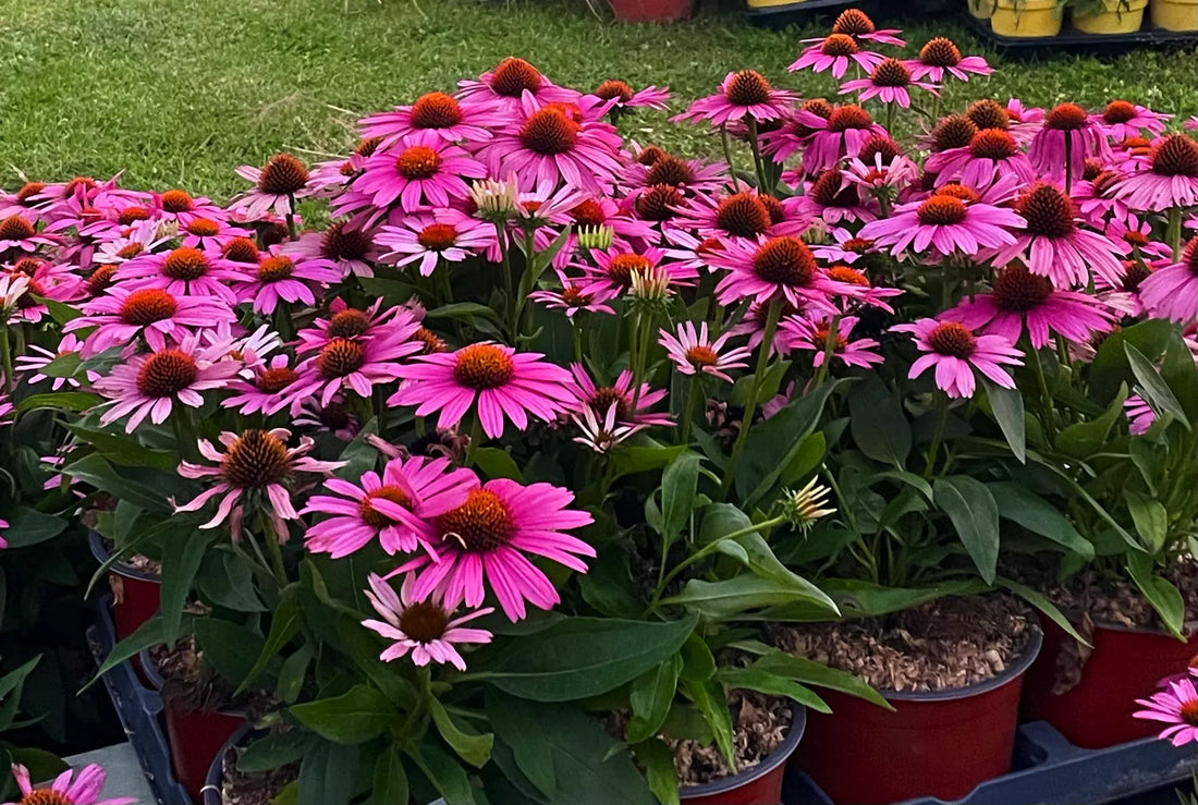 echinacea pianta fiorita perenne da giardino con fiori colorati  Estratto  L’echinacea è una pianta perenne resistente e decorativa. Scopri coltivazione, proprietà e le migliori