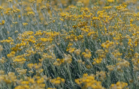 elicriso pianta helichrysum italicum foglie grigie fiori gialli coltivazione aromatiche giardino mediterraneo