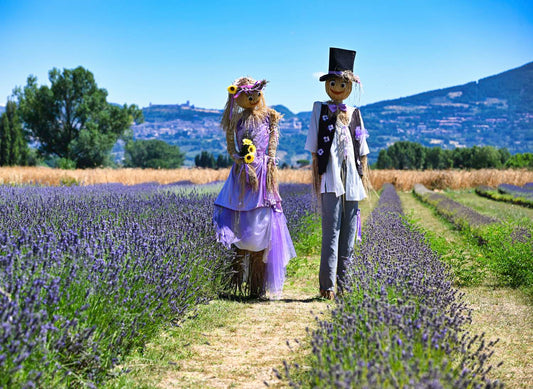 festa della lavanda 2027,  campi di lavanda in italia,  picnic lavanda,  lavanda in fiore estate, itinerario insolito Assisi, cosa vedere ad Assisi in 1 giorno, cosa visitare ad Assisi, attrazioni ad Assisi da non perdere