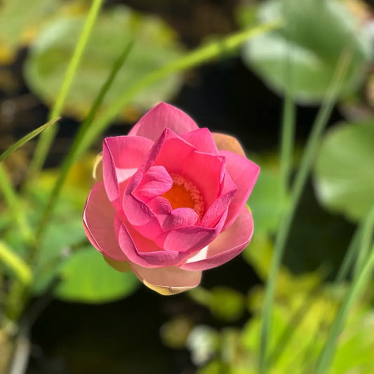 Fiore di loto Nelumbo nucifera in piena fioritura rosa coltivato in laghetto ornamentale