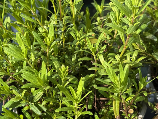 Issopo Hyssopus officinalis pianta aromatica officinale con fiori viola coltivata in giardino