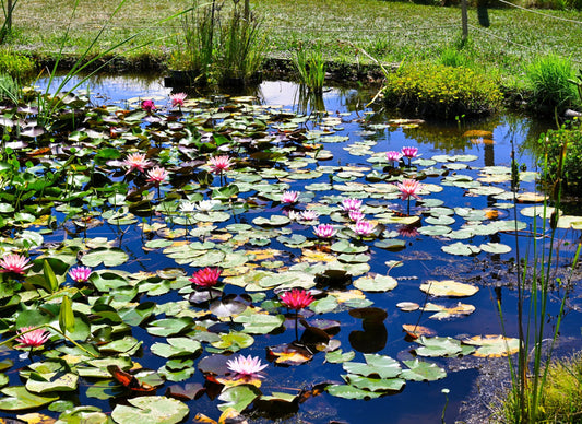 Vivaio di piante acquatiche con ninfee, piante acquatiche per laghetti e piante ossigenanti coltivate direttamente, disponibili anche con vendita online in Italia.