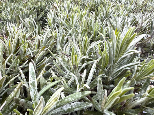 Lavanda intermedia Grey Edge pianta di lavanda resistente con fiori viola profumati