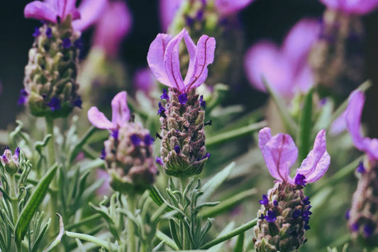 lavanda stoechas cura fioritura profumo vaso esposizione inverno lavanda stoechas viola rosa bianca coltivazione lavanda ornamentale