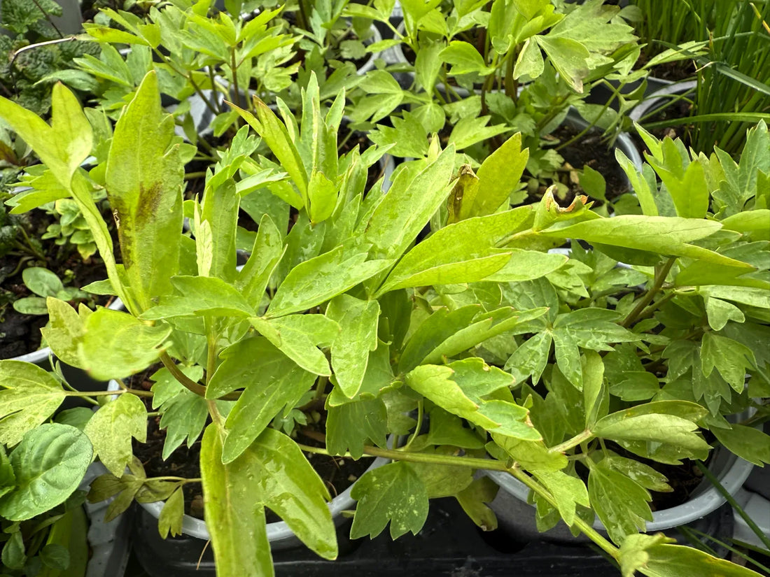 Levistico Levisticum officinale pianta aromatica sedano di monte in giardino