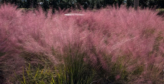 Muhlenbergia capillaris con spettacolari infiorescenze rosa, graminacea ornamentale perenne ideale per fioriture autunnali, giardini, bordure e vasi.