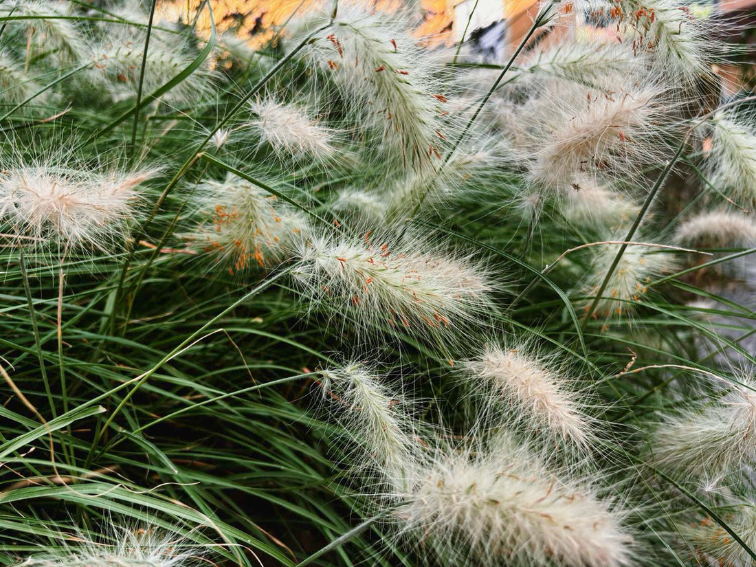 Pennisetum alopecuroides con eleganti spighe ornamentali, graminacea ornamentale perenne ideale per bordure, aiuole, giardini moderni e fioriture estive e autunnali.