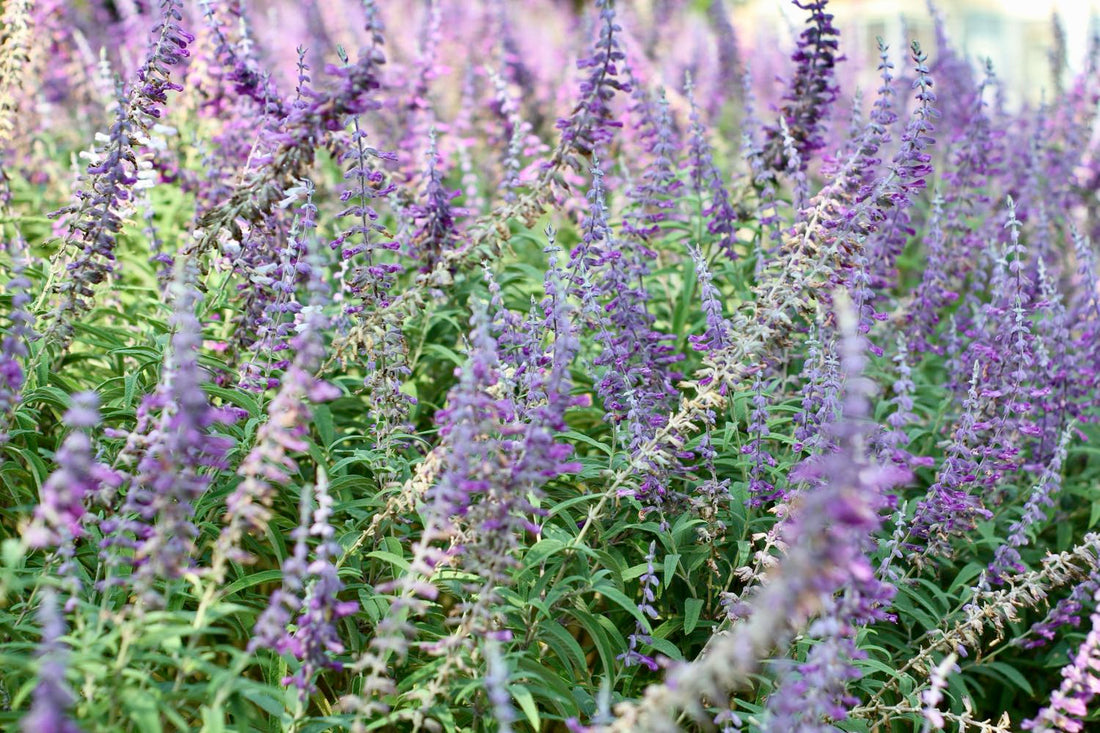 Perovskia atriplicifolia o Salvia russa con spighe di fiori azzurro-lilla, pianta perenne ornamentale ideale per bordure, aiuole e giardini mediterranei.