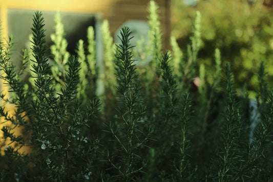 rosmarino officinale pianta aromatica ornamentale fiori blu coltivazione giardino mediterraneo