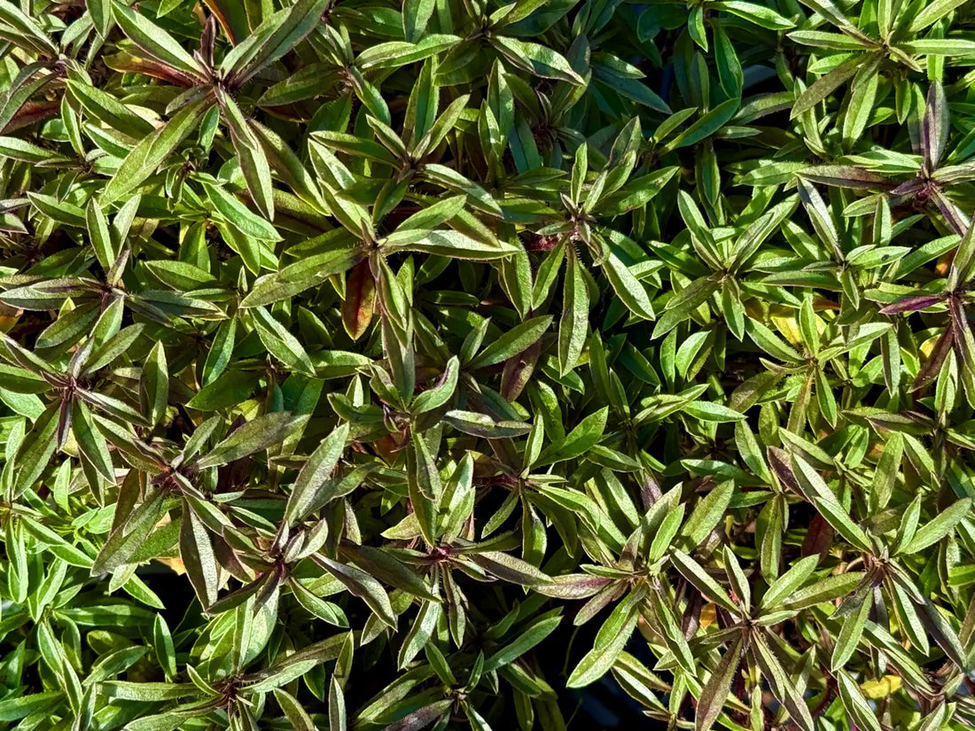Santoreggia montana Satureja montana erba pepe pianta aromatica perenne in giardino mediterraneo