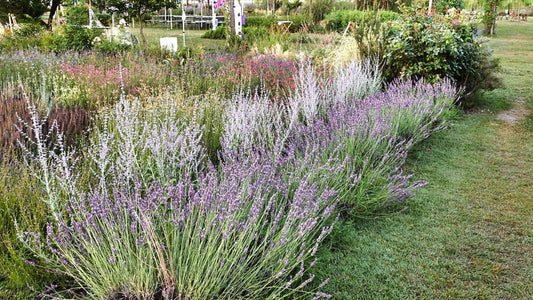 Vivaio piante in Umbria con piante perenni, lavande, salvie ornamentali, aromatiche e graminacee in vendita vicino Perugia e Assisi.