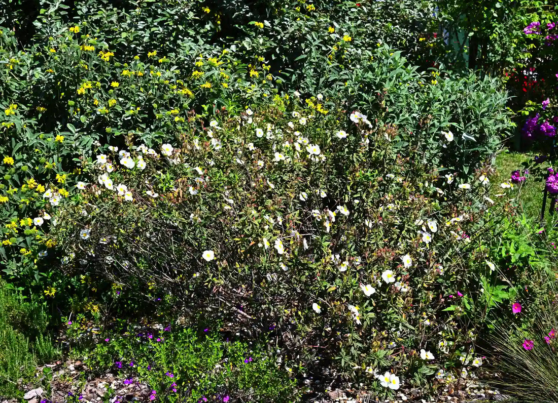 vendita piante online vivaio piante da giardino balcone piante perenni acquisto piante online