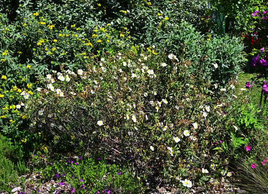 vendita piante online vivaio piante da giardino balcone piante perenni acquisto piante online