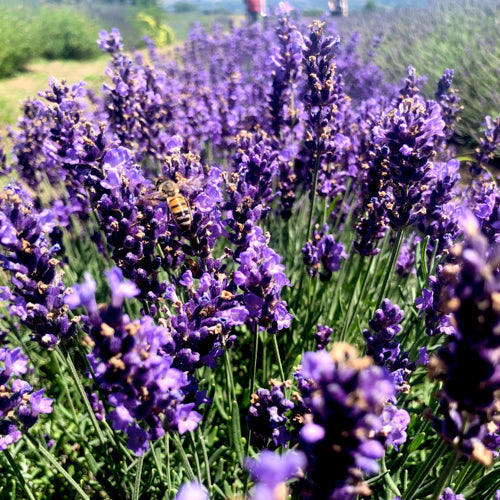 Lavande. Le nostre varietà di lavanda. Vendita lavanda - Pianta di ...