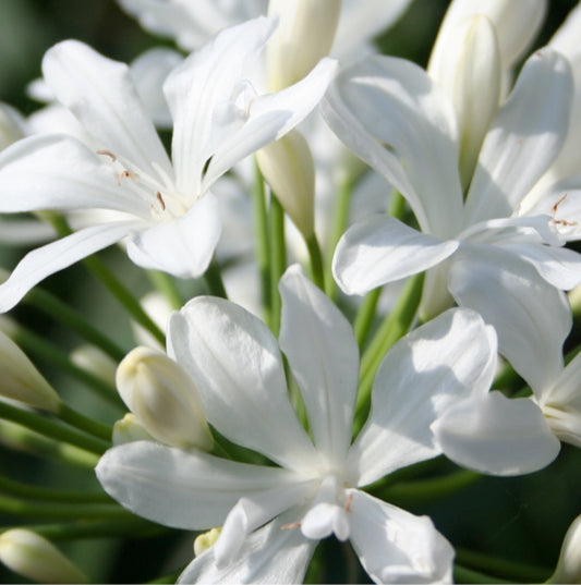 L'Agapanthus bianco in vendita in vaso 18 cm, è una varietà di Agapanthus con fiori di colore bianco puro. Ha foglie simili a nastri e produce fiori a forma di ombrello su lunghi steli. Fiorisce in estate e aggiunge luminosità e freschezza al giardino.