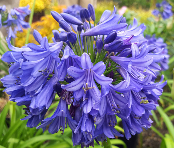 L'Agapanthus Blue in vendita in vaso 18 cm, è una varietà di Agapanthus, nota anche come giglio africano o lillà del Nilo, caratterizzata da fiori di un intenso colore blu. Ha foglie lanceolate e può raggiungere un'altezza compresa tra i 30 e i 60 centimetri. Fiorisce principalmente in estate, offrendo un'elegante esposizione di colore nel giardino.