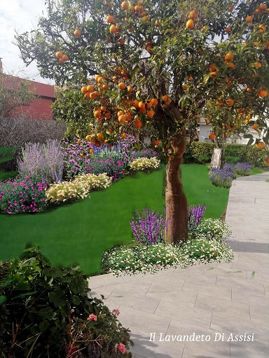 Progetti giardini online, progetti aiuole gratuiti