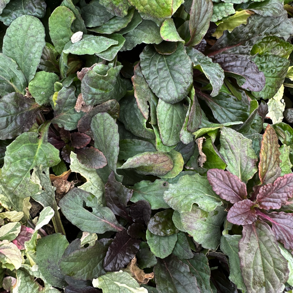 Ajuga reptans. Erbacea perenne tappezzante con foglie verde molto scuro e fiori blu in primavera. Vive bene all' ombra e a mezz' ombra e non teme il freddo. Altezza 6/7 cm in fiore raggiunge 15 cm. Utilizzata per giardini rocciosi e per bordure. Ajuga Reptans chiamata anche bugola o erba di San Lorenzo ha anche proprietà medicinali, viene utilizzata per la calvizie e per le sue proprietà digestive. Disponibile in vaso 14 cm