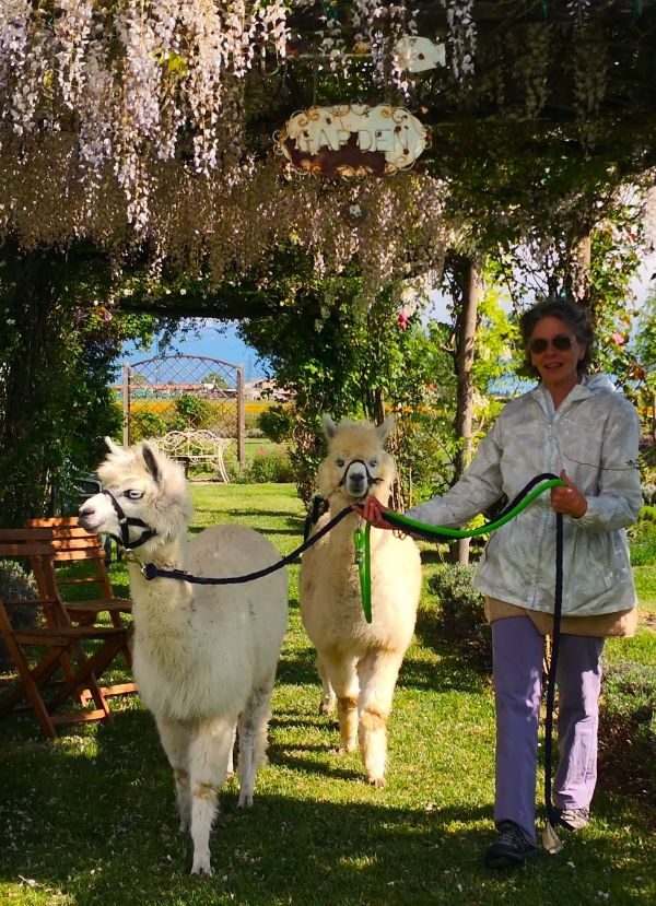 Alpaca, dove vedere gli alpaca in Umbria, gli alpaca in Umbria, allevamento di alpaca. Eventi in Umbria, eventi Assisi, Umbria eventi, Umbria tourism, Umbria turismo