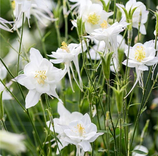 Gran Egret Ardea Alba Perenne En Un Refugio De Aves Imagen De Archivo - Foto 2