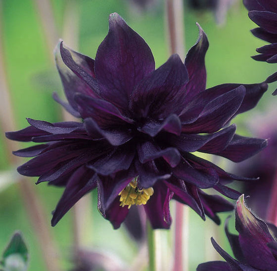 Aquilegia vulgaris 'Black Barlow' vendita è una varietà distintiva di Aquilegia caratterizzata da fiori profondamente doppi di colore nero-viola. I suoi fiori a campanella creano un effetto drammatico nel giardino. Cresce fino a 60-90 cm di altezza e prospera in terreni ben drenati e posizioni soleggiate o parzialmente ombreggiate. Rustica e resistente al freddo, aggiunge un tocco di fascino e contrasto nelle aiuole e nei giardini perenni.