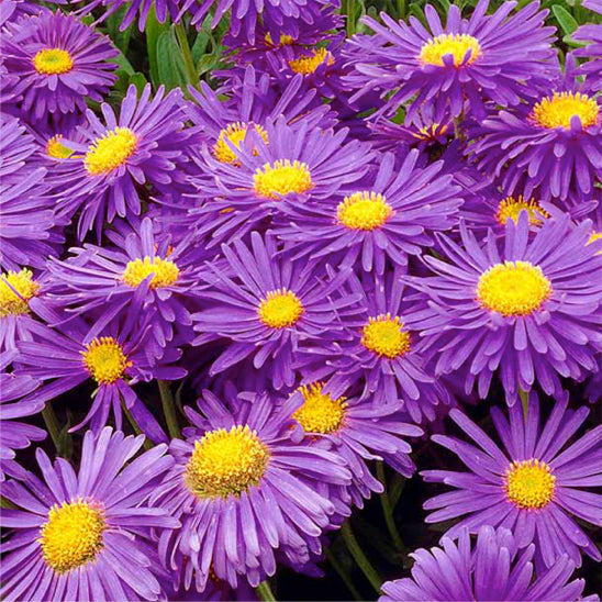 Aster alpinus 'Violet' è una pianta perenne a bassa crescita, caratterizzata da fiori a forma di margherita di colore viola intenso. Questa varietà forma ciuffi compatti di foglie verdi scure e raggiunge un'altezza di circa 15-30 cm. La fioritura avviene in primavera o all'inizio dell'estate e si adatta bene ai giardini alpini, alle aiuole rocciose e alle bordure. 