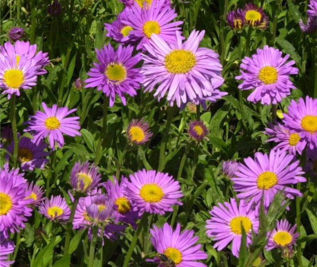  Aster alpinus 'Happy End' è una pianta perenne a crescita bassa, che raggiunge un'altezza di circa 15-30 cm. I suoi fiori rosa o viola a forma di margherita sbocciano in primavera o all'inizio dell'estate, aggiungendo colore ai giardini alpini e alle aiuole rocciose. Questa varietà richiede pieno sole o mezz'ombra e un terreno ben drenato. È una scelta ideale per giardini con spazi limitati e richiede poco mantenimento.