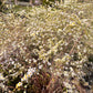 L'Aster Montecassino in vendita è una pianta perenne molto apprezzata per i suoi piccoli fiori bianchi a forma di margherita, con un centro giallo brillante. Fiorisce abbondantemente in autunno, aggiungendo un tocco delicato e luminoso ai giardini. È resistente e facile da coltivare, spesso usata nelle composizioni floreali e come pianta ornamentale in aiuole o bordure.