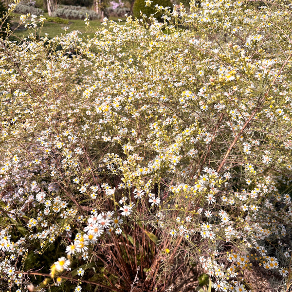 L'Aster Montecassino in vendita è una pianta perenne molto apprezzata per i suoi piccoli fiori bianchi a forma di margherita, con un centro giallo brillante. Fiorisce abbondantemente in autunno, aggiungendo un tocco delicato e luminoso ai giardini. È resistente e facile da coltivare, spesso usata nelle composizioni floreali e come pianta ornamentale in aiuole o bordure.